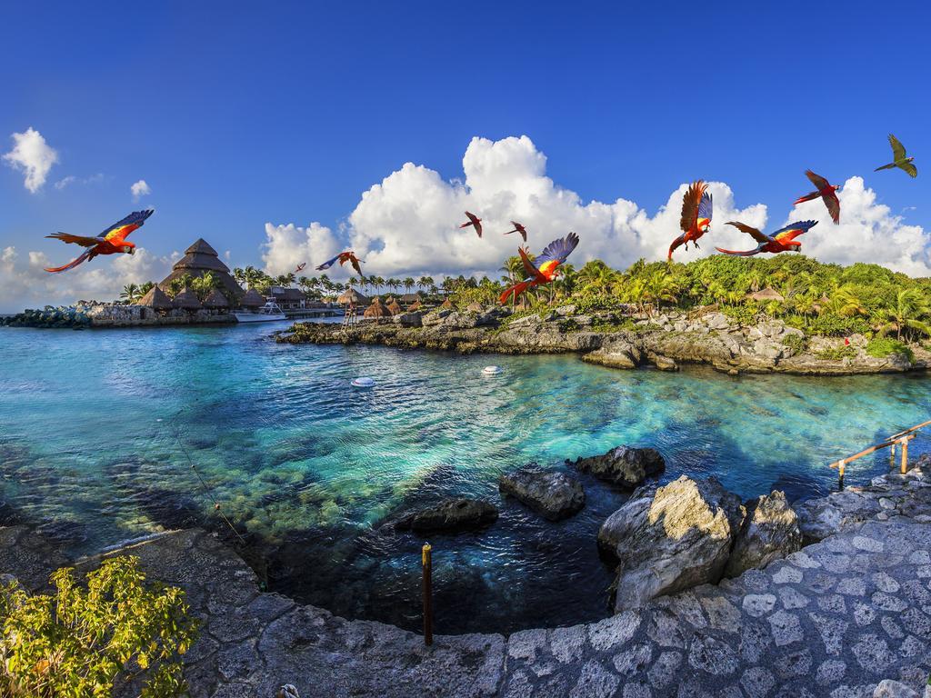 Occidental At Xcaret Destination Ξενοδοχείο Xcaret Park Εξωτερικό φωτογραφία Parrots at Xel-Há