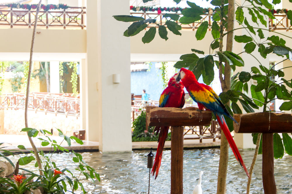 Occidental At Xcaret Destination Ξενοδοχείο Xcaret Park Εξωτερικό φωτογραφία Parrots at the lobby